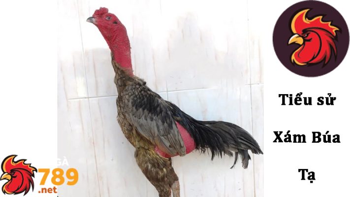 Đắc điểm nổi bật của chiến kê Xám Búa Tạ trong thi đấu