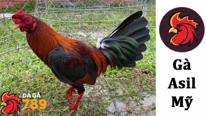 Bảo tồn và quyền bảo vệ Gà Asil Mỹ