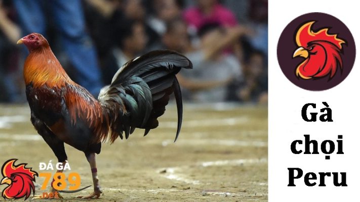 Đặc điểm nổi bật của gà chọi Peru