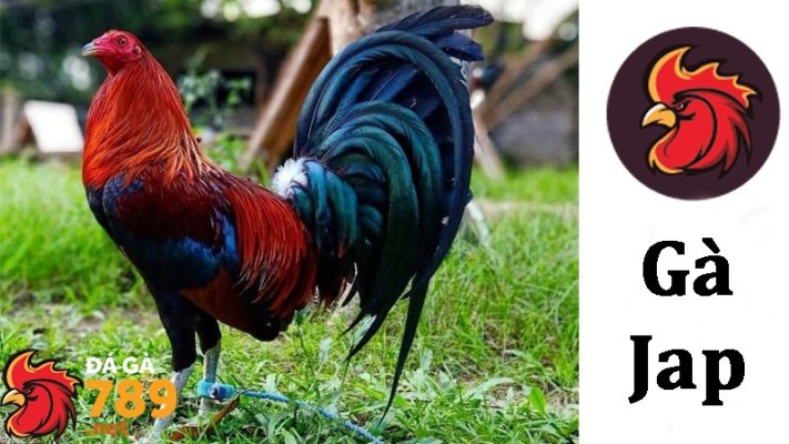 Gà Jap, còn được gọi là Gà Nhật Bản