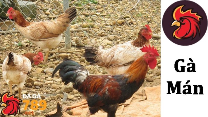 Giới thiệu về gà Mán