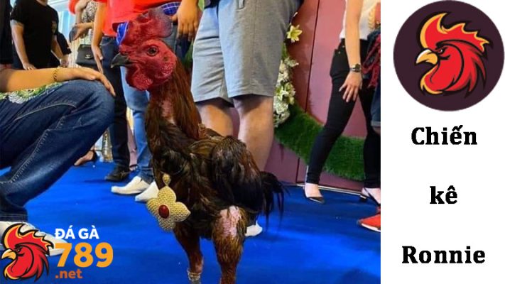 Gà chọi Ronnie đắt nhất thế giới? Thông tin chung về dòng gà Ronnie từ Thái Lan