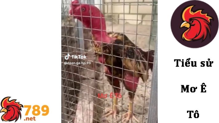 Tiểu sử vang danh của chiến kê Mơ Ê Tô