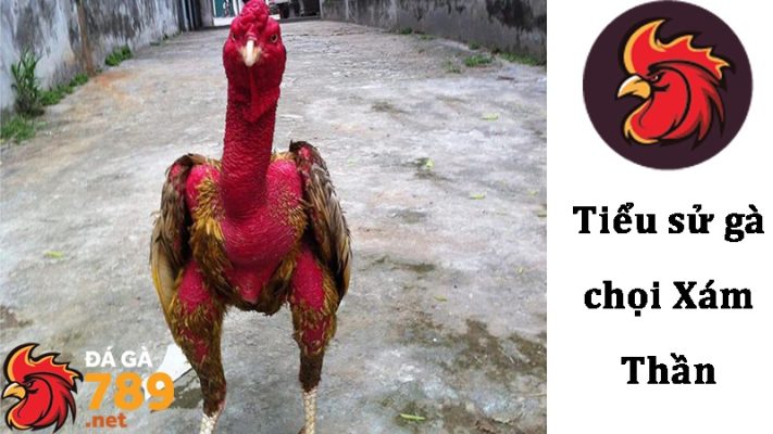 Thông tin cơ bản về Xám Thần